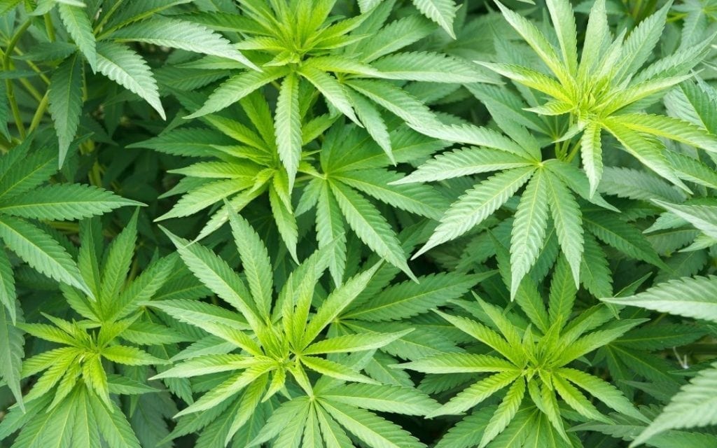SEO for cannabis